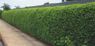 Cerca Viva (Sansão do Campo) por apenas R$0,47 á muda