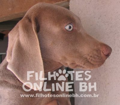 Weimaraner - Canil Filhotes On Line BH