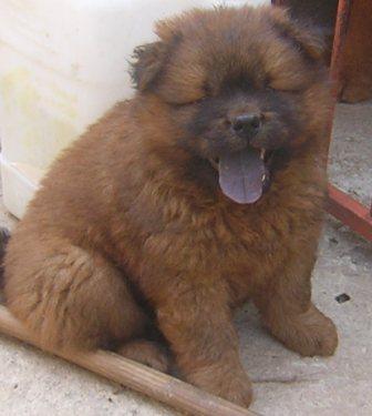 Chow chow - Canil Filhotes On Line BH
