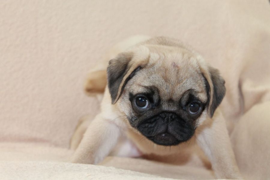 Bem treinados pug cachorros pronto para ir. eles ainda estão disponíveis para voltar a senhor para m