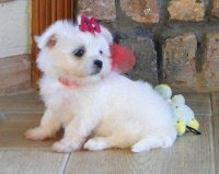 adorável maltês para a adopção