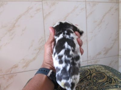 FILHOTES DE DOGUE ALEMAO