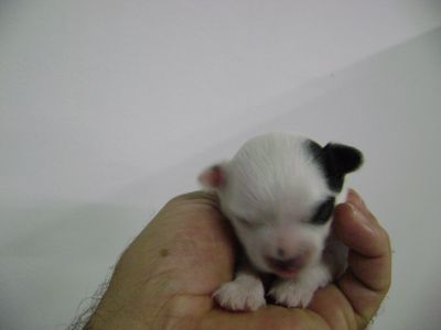 lindos filhotes de chihuahua