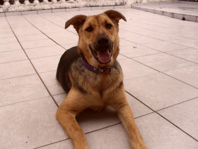 Doação de cão