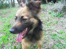 Doação de cão