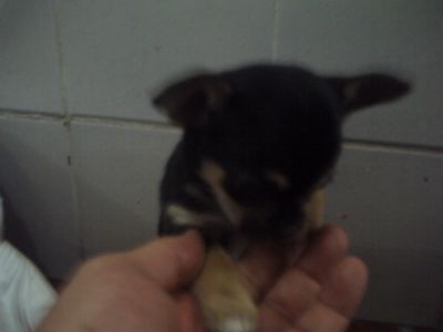 lindos filhotes de chihuahua