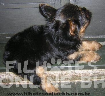 Yorkshire - Canil Filhotes On Line BH