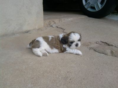 Shit-zu filhotes