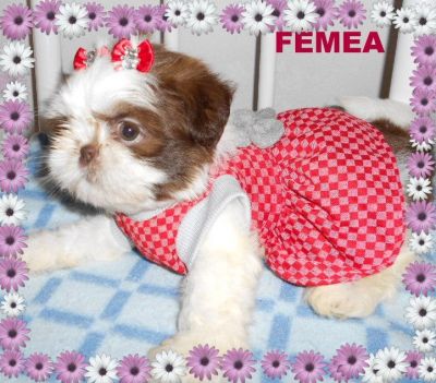 Lindos filhotes de shi tzu
