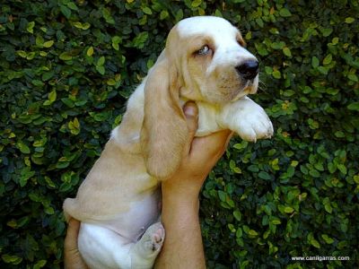 Basset Hound Orelhudos 51-34233011 Canil Garras Silenciosos
