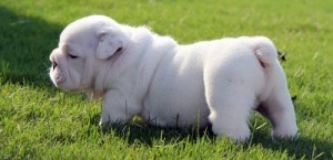 masculino e feminino Inglês bulldog cachorros para adopção livre