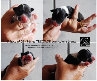 BULL TERRIER COLORED