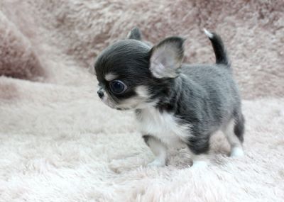 Filhotes De Mini Chihuahua Para Adoção