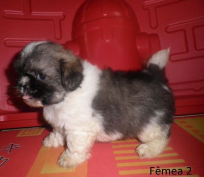 Filhote de Shih Tzu - Promoção