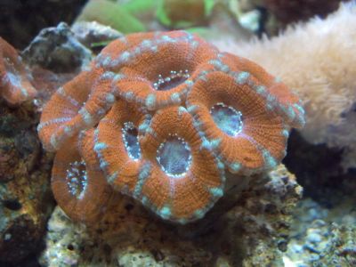 Vende-se peixes e corais 