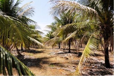 Fazenda de coco anão