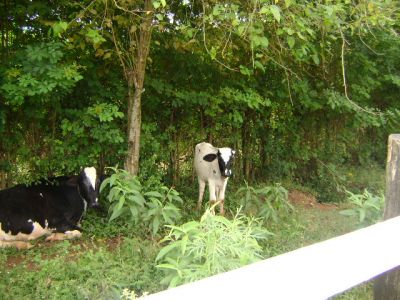 Sítio em Bragança Paulista 50.000m² R$ 450 mil set.11