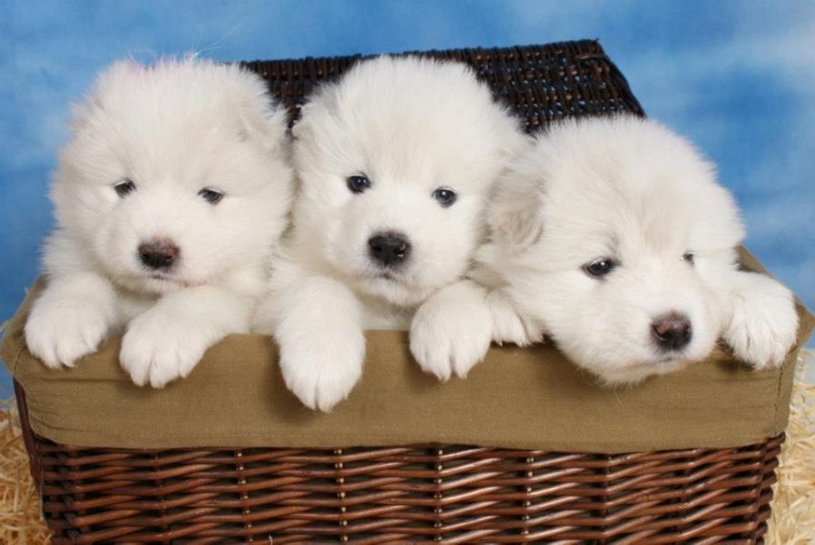 Samoieda - Lindos Filhotes Para Reserva