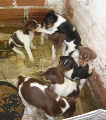 terrier brasileiro(fox paulistinha)