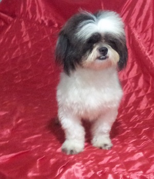 Doa-se Machos de Lhasa Apso Adulto