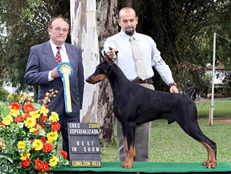 Venda de filhotes de DOBERMANN´s.