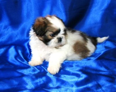 Shih Tzu a venda - Canil Filhotes On Line BH