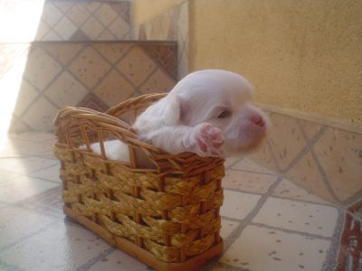 Pequeninos filhotes de Lhasa Apso Brancos