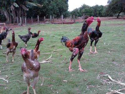 Frangos Índio Gigante/Londrina-Paraná-Brasil.