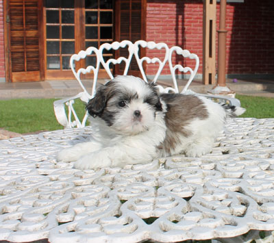 Canil puppy- vd filhotes shi tzu-SP
