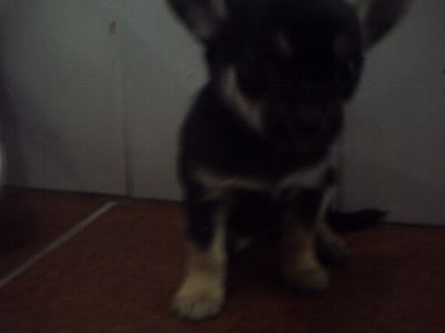 lindos filhotes de chihuahua