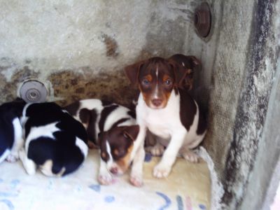 terrier brasileiro(fox paulistinha)
