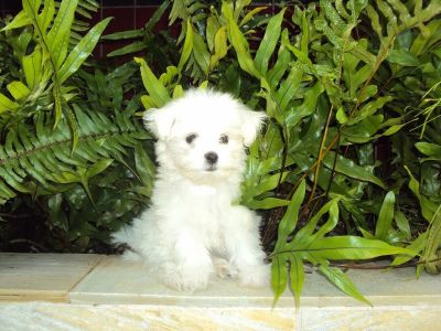 MALTÊS VENDA DE FILHOTES SOMENTE COM PEDIGREE