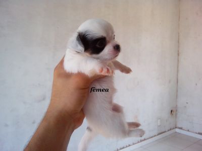 Lindos Filhotes de Chihuahua