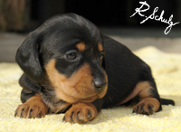 DACHSHUND / COFAP / TECKEL / SALSICHA