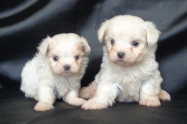 Filhote macho de Maltês micro