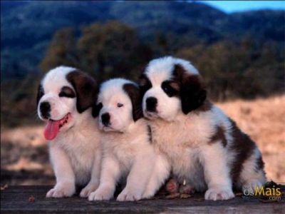 Canil Dogs Valents:SEU FILHOTE ESTÁ AQUI.