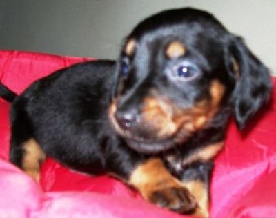 Pet Shop, venda, Dachshund, linguicinha, salsicha, cofap, Porto Alegre,