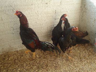 OVOS GALADOS DE COMBATENTES