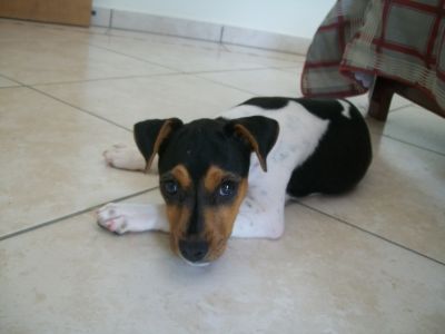 Maravilhosa filhota Terrier Brasileiro (Fox Paulistinha) disponível! (Canil Copaíba)