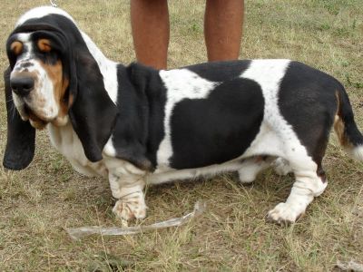 Venda de filhotes de basset hound e shih tzu