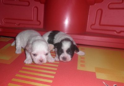 Filhote de Lhasa Apso