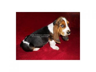BASSET HOUND - FILHOTES MACHOS