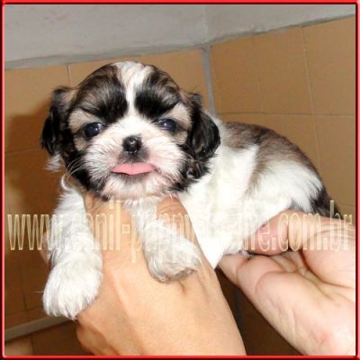 Canil- vd filhotes shih tzu