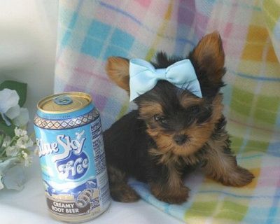  yorkshire terrier maravilhoso.