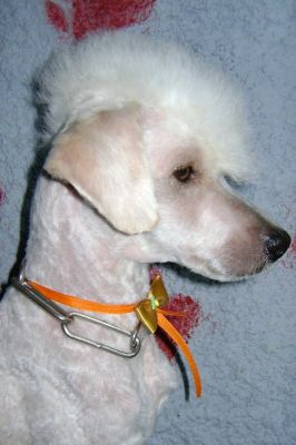 CURSO DE BANHO E TOSA