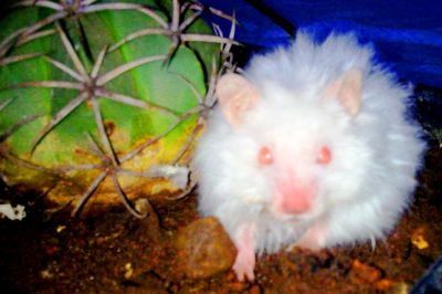 Vendo Hamsters Sírio Angorá.