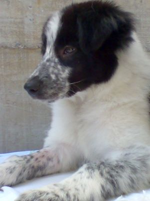 Border collie com um ótimo valor