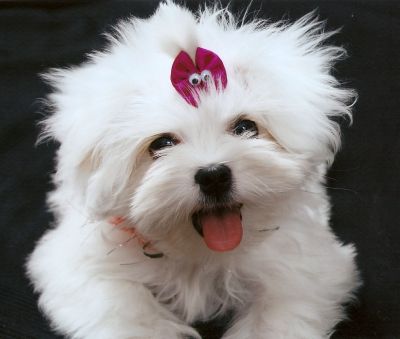 Vendem-se Lindos Filhotes De Lhasa Apso!!!