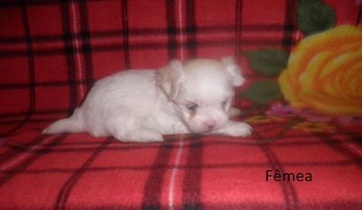 Filhote de Maltês - Promoção