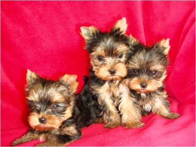 Yorkshire, Shih-tzu e Pug lindos filhotes - canil em Curitiba 